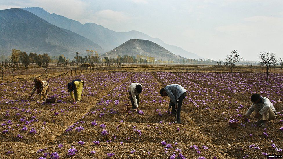 Pure_Kashmiri Saffron Pure_Kashmiri Saffron